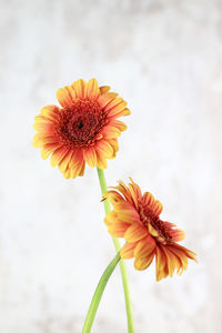 Close-up of orange flower