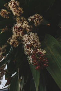 Close-up of flowers blooming outdoors