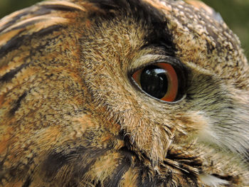 Close-up portrait of owl