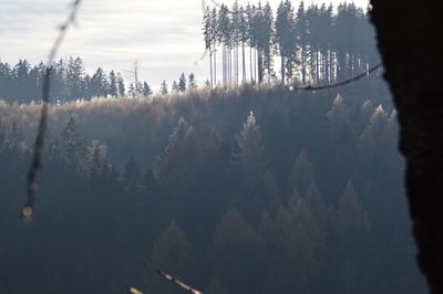 Panoramic view of pine trees in forest against sky