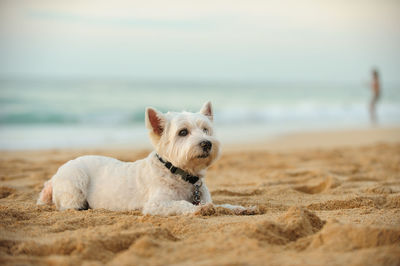 Portrait of dog on beach against sky