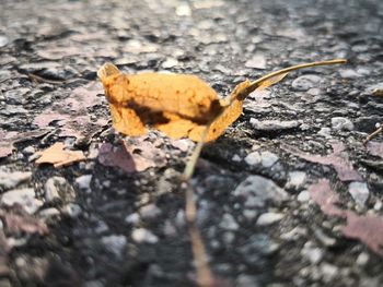 Close-up of autumn leaves