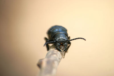 A close up of a beautiful black beetle