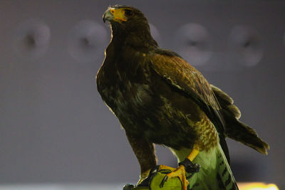 Low angle view of eagle perching on a branch