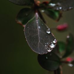 Close-up of water drops on leaf