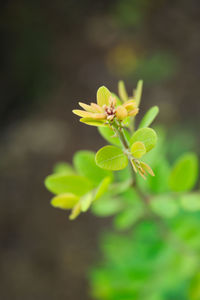 Close-up of yellow flower