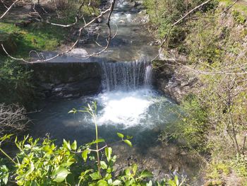 Scenic view of waterfall in forest