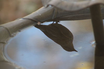 Close-up of turtle in water