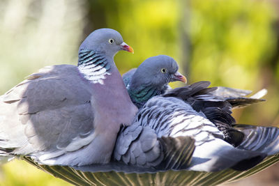Close-up of pigeons perching