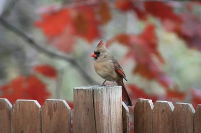 Close-up of sparrow perching on wooden post