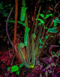 Close-up of lizard on plant