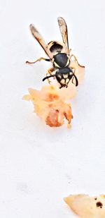 High angle view of insect on white background