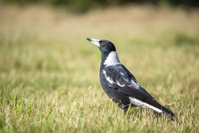 Close-up of a bird on field