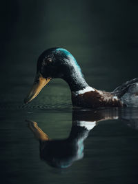 Duck swimming in lake