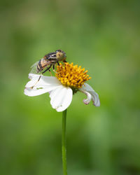 Close-up of insect on flower