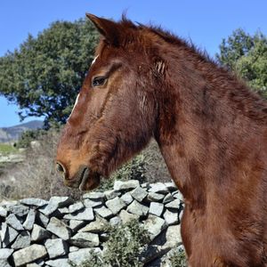 Side view of a horse against the sky