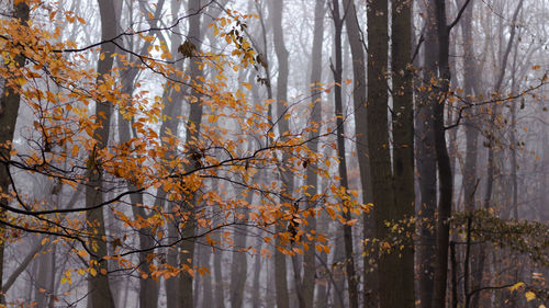 Trees in forest during autumn