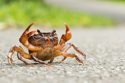 Close-up of crab on beach