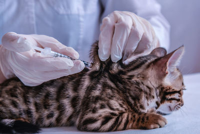 Close-up of hand holding cat