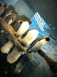 High angle view of birds perching on the water