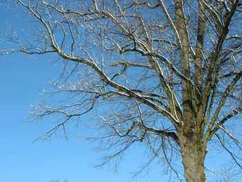 Low angle view of bare trees against clear blue sky