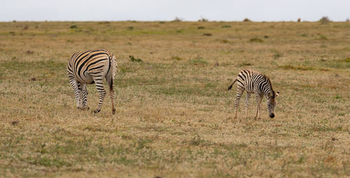 Zebras in the wild and savannah landscape of africa