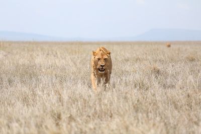 Big cat in a grass, lion