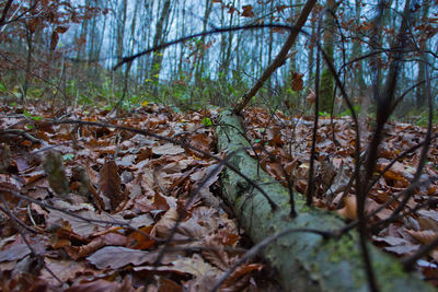 Trees in forest during autumn