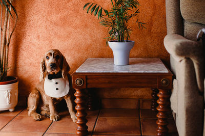 Portrait of a dog on chair at home