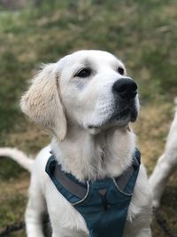 Close-up of my golden retriever puppy when we have a break from hiking in the forest. 