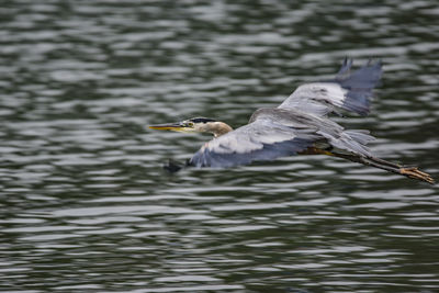 Bird flying over lake