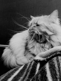 Close-up of cat yawning on bed