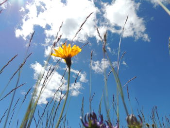 Low angle view of flowering plant against sky