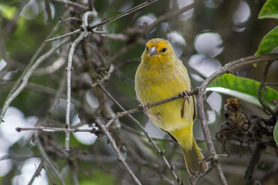 Close-up of bird perching on tree