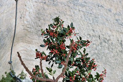 Close-up of red flowering plant against wall