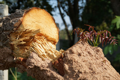 Close-up of lizard on tree