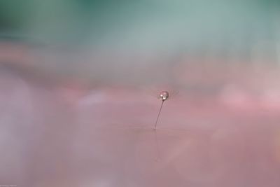 Close-up of plant on water