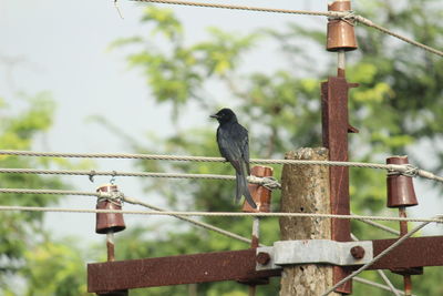 Close-up of bird perching on metal fence