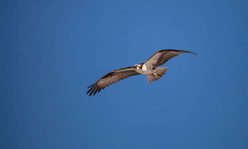 Osprey spreads its wings to fly across a blue sky.