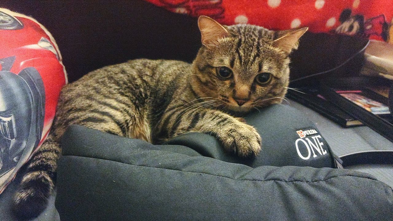 domestic cat, domestic animals, mammal, pets, feline, animal themes, indoors, one animal, looking at camera, whisker, no people, portrait, day, close-up