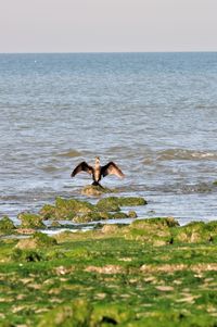 Bird in sea against sky