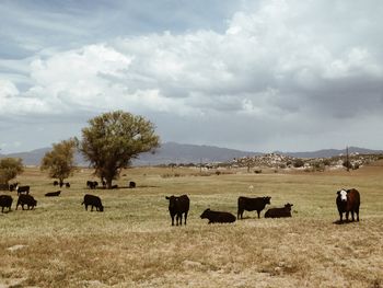 Cows grazing on field against cloudy sky