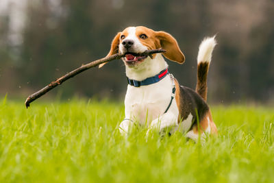 Dog in a field