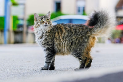 Cat looking away on street