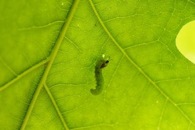 Close-up of insect on leaf