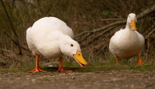 Close-up low level view of aylesbury pekin peking american domestic duck ducks swimming in lake