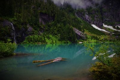 Scenic view of forest