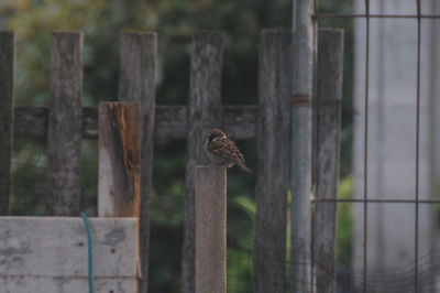 Bird perching on wooden post