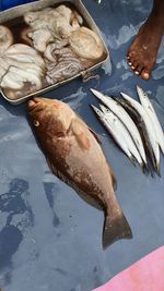 High angle view of fish in the market