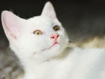 Close-up portrait of cat